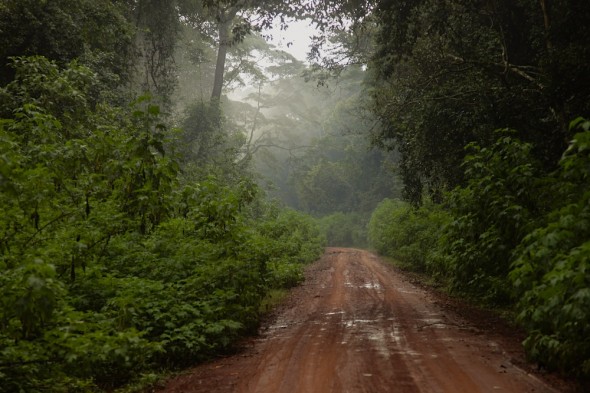 05_rainforest